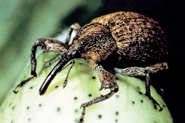 The History of Boll Weevil